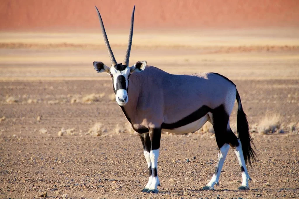 Oryx