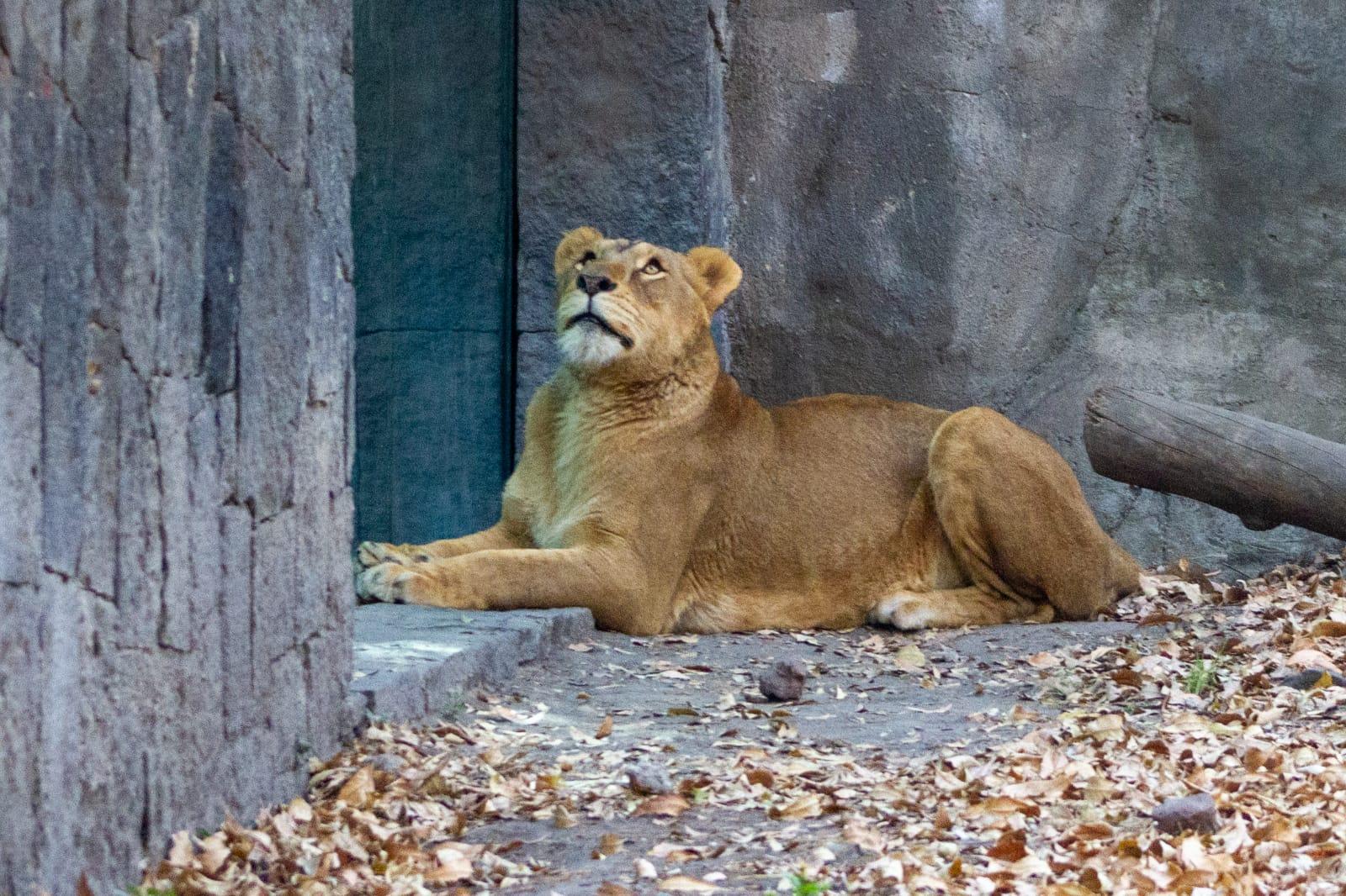 Leones