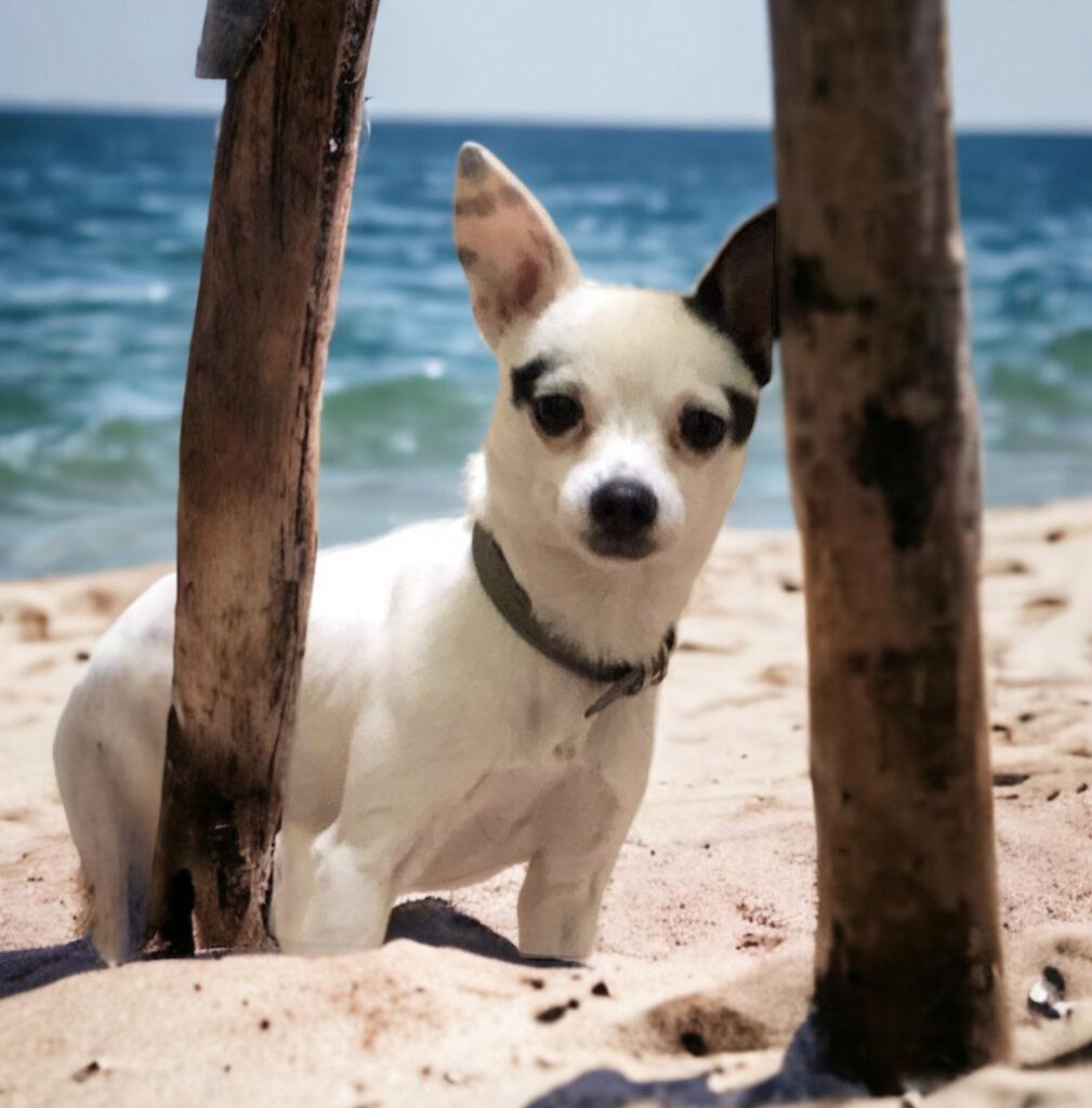 Cuando los Perritos Van al Cielo: Nuestros Ángeles Guardianes y Mejores Amigos