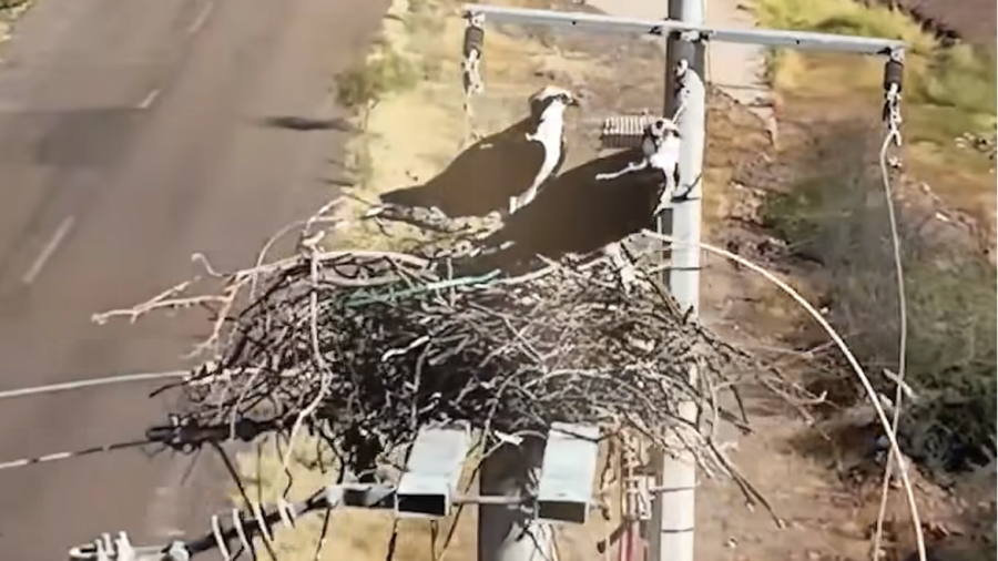 Águilas y Electricidad: El exitoso modelo de conservación de la CFE en territorio Seri
