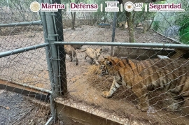 Golpe al «Huachicol» marítimo: Cae líder del Cártel del Noroeste en Nuevo León con armamento y tigres