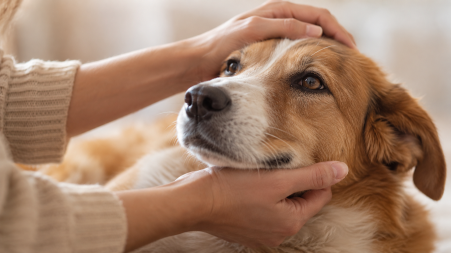 Persona sostiene con cuidado a un perro rescatado en un entorno tranquilo