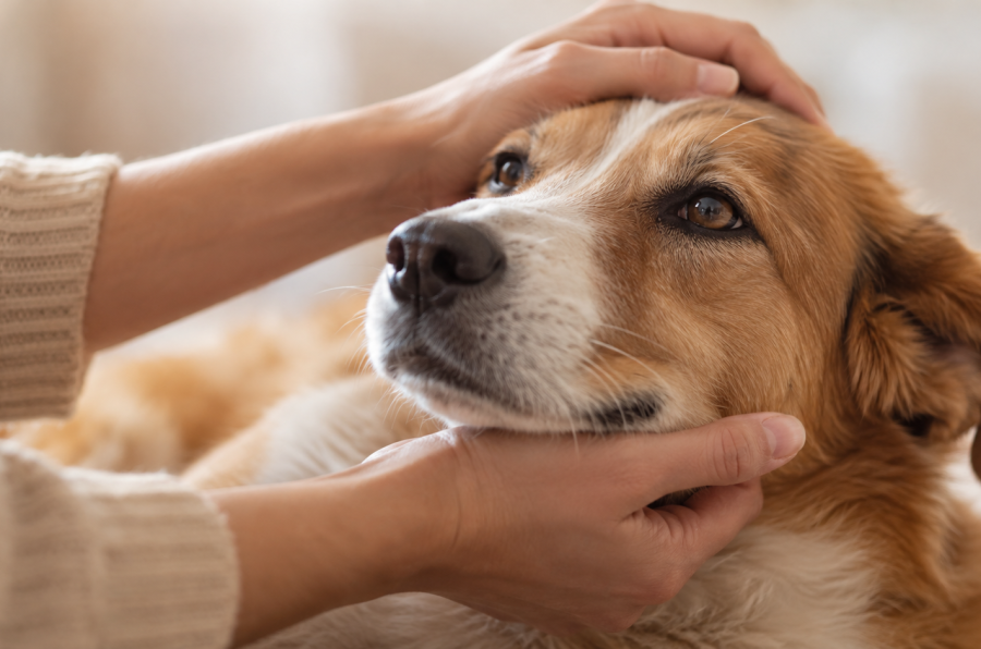 Persona sostiene con cuidado a un perro rescatado en un entorno tranquilo