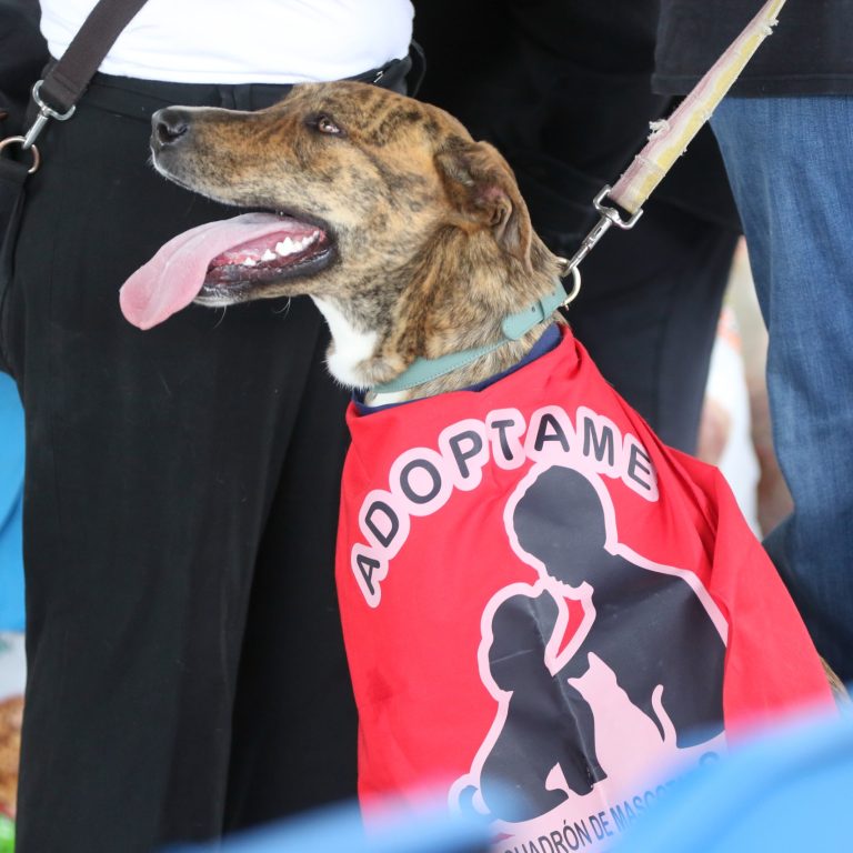 Un cachorro en adopción durante la celebración del croquetón