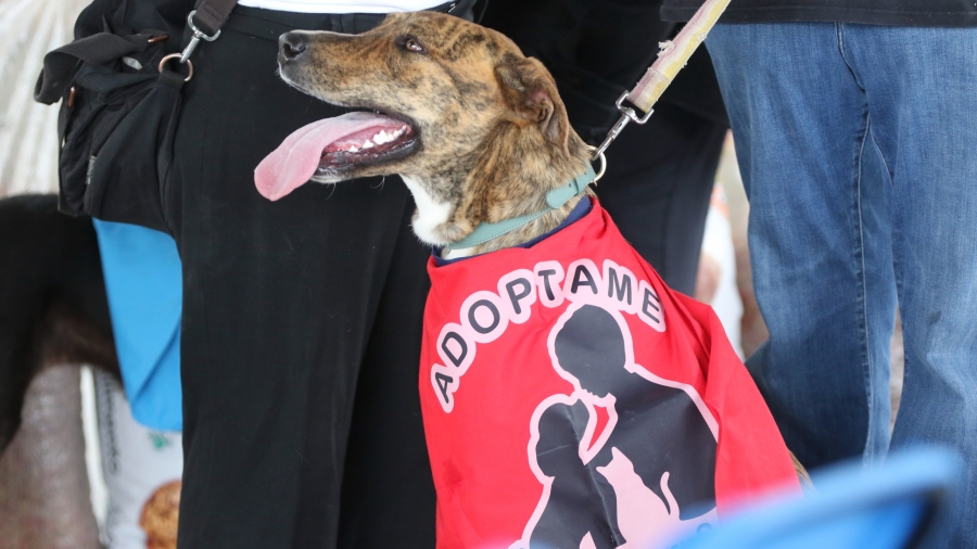 Un cachorro en adopción durante la celebración del croquetón