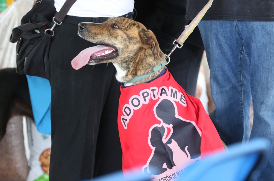 Un cachorro en adopción durante la celebración del croquetón