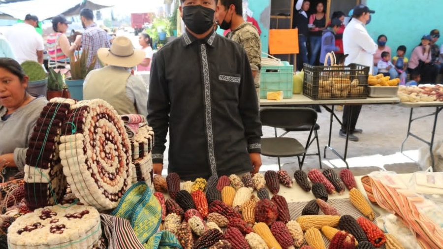 Joven Amealcense mostrando los diferentes tipos de Maíz que existen en la zona Otomí