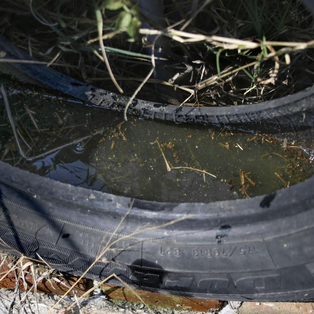 Disminuyen en Puebla nuevos contagios de dengue, reporta la Secretaría de Salud