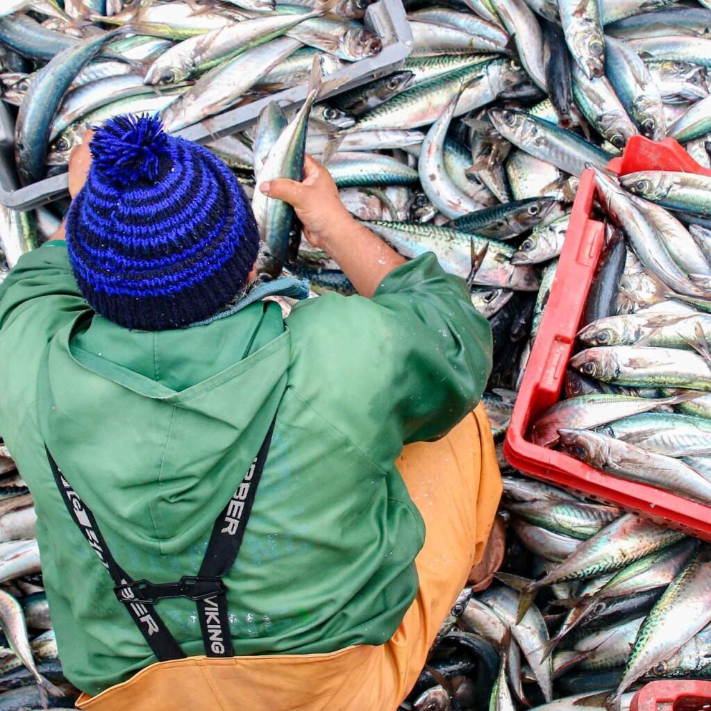 La producción mundial de la pesca y la acuicultura alcanza un nuevo máximo histórico