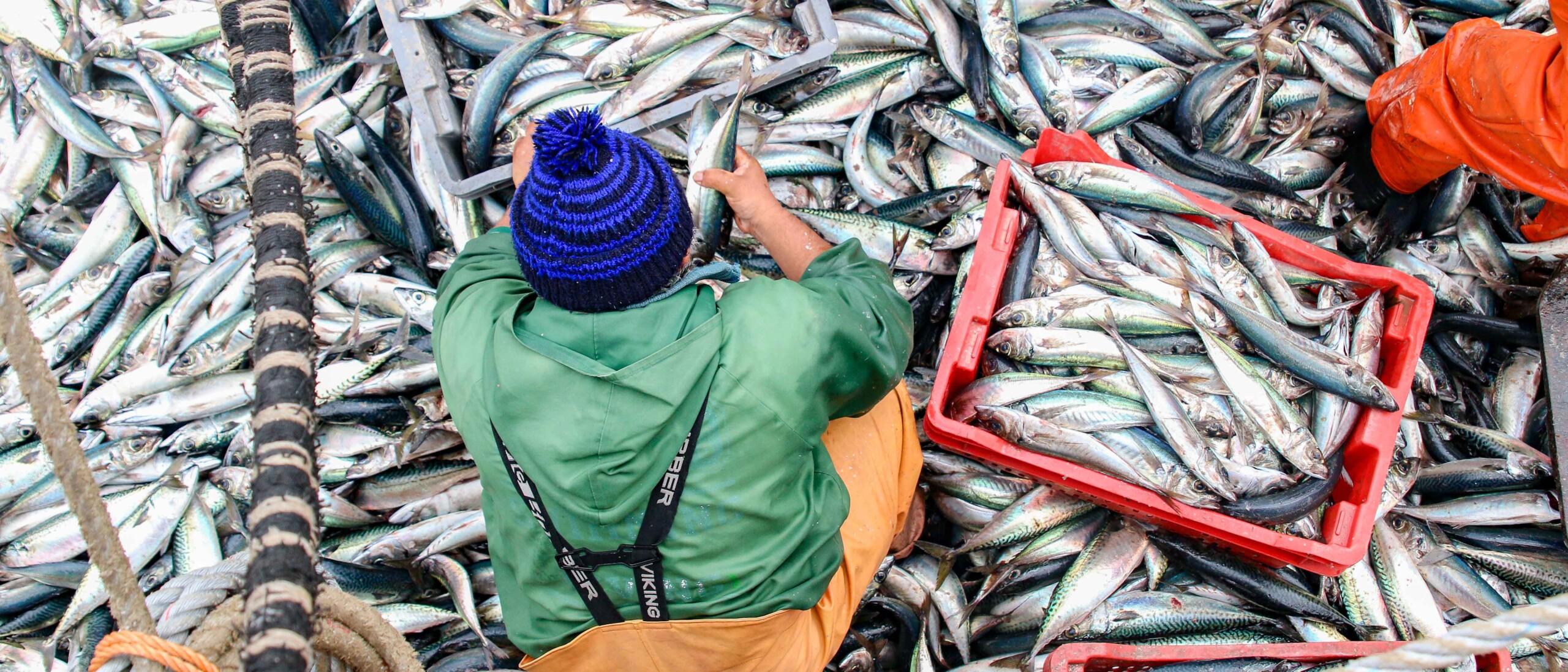 La producción mundial de la pesca y la acuicultura alcanza un nuevo máximo histórico