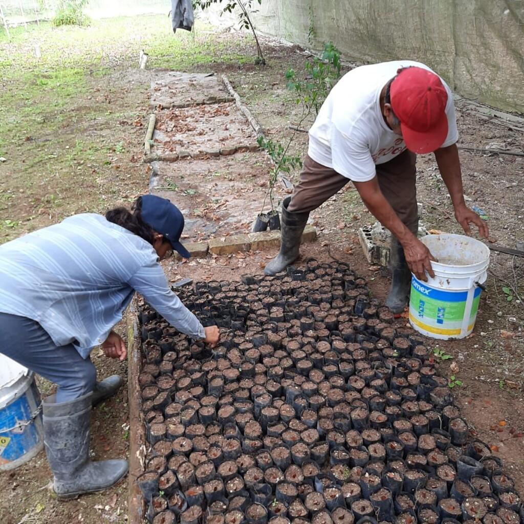 Comercio y exportación del chicle quintanarroense se impulsará. Al encabezar la apertura de la Temporada Chiclera 2023-2024