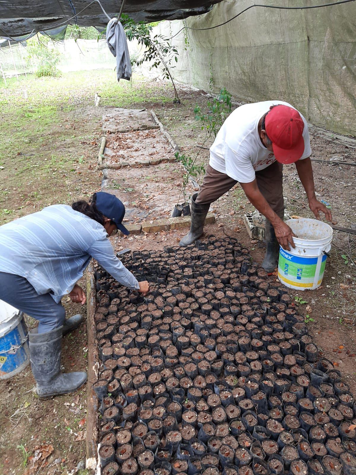 Comercio y exportación del chicle quintanarroense se impulsará. Al encabezar la apertura de la Temporada Chiclera 2023-2024