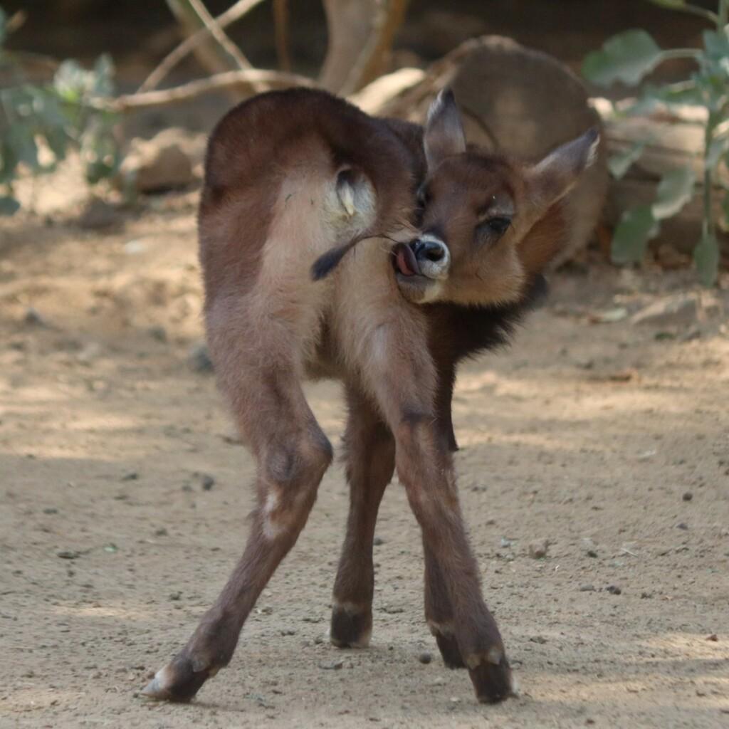 Imparable la cigüeña en el zoológico; nacen 7 crías de antílopes.