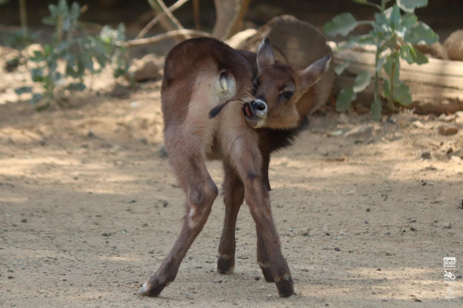 Imparable la cigüeña en el zoológico; nacen 7 crías de antílopes.