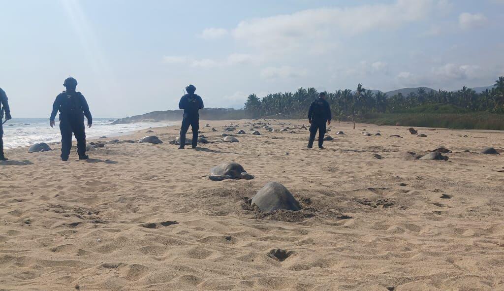 Guardia Civil protege arribo de tortugas marinas en Aquila. Agentes de la Secretaría de Seguridad Pública (SSP) vigilan el arribo