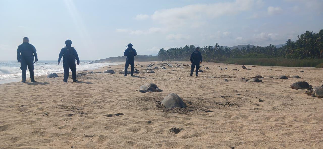 Guardia Civil protege arribo de tortugas marinas en Aquila. Agentes de la Secretaría de Seguridad Pública (SSP) vigilan el arribo