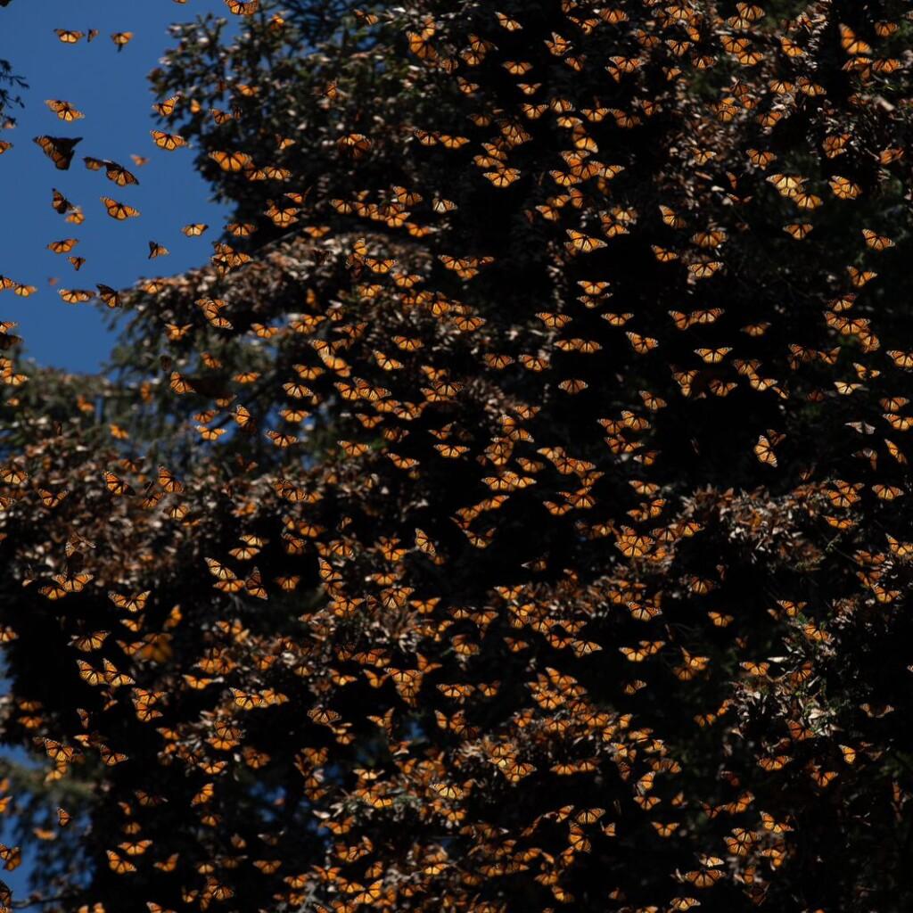 Santuarios de la Monarca, a la espera de 500 mil visitantes. Los santuarios de la Mariposa Monarca abrirán sus puertas al público a partir del viernes 17 de noviembre,