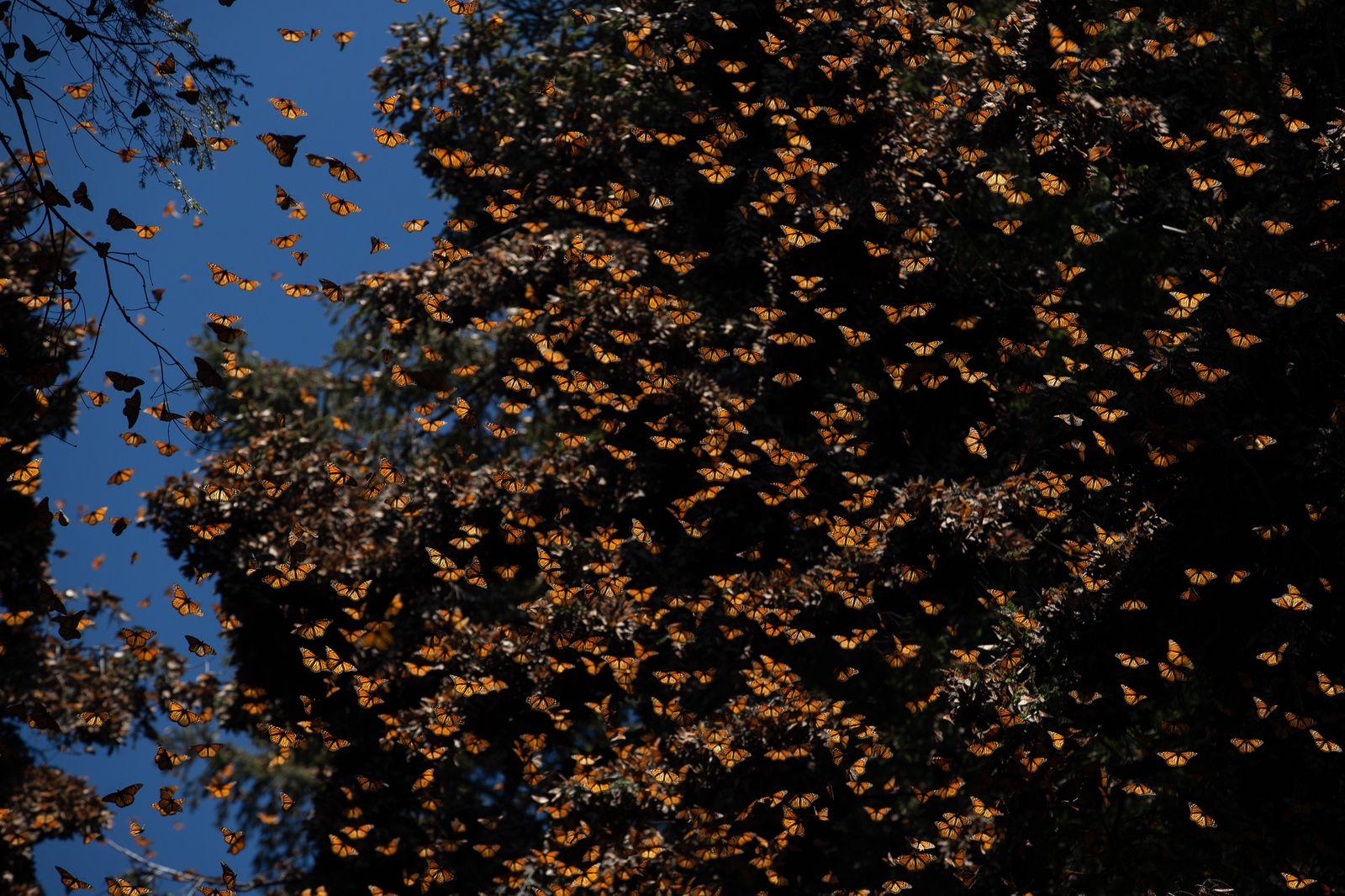 Santuarios de la Monarca, a la espera de 500 mil visitantes. Los santuarios de la Mariposa Monarca abrirán sus puertas al público a partir del viernes 17 de noviembre,