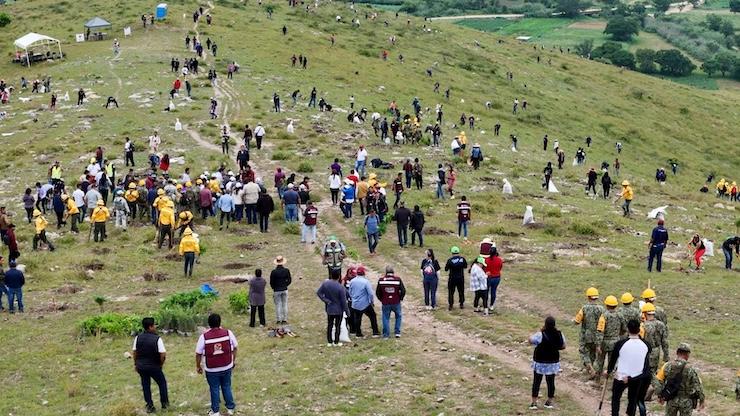 Revitalizan suelos del Polígono de Monte Alban en Puebla. A través de la segunda etapa de un Mega Tequio de Reforestación, se tr