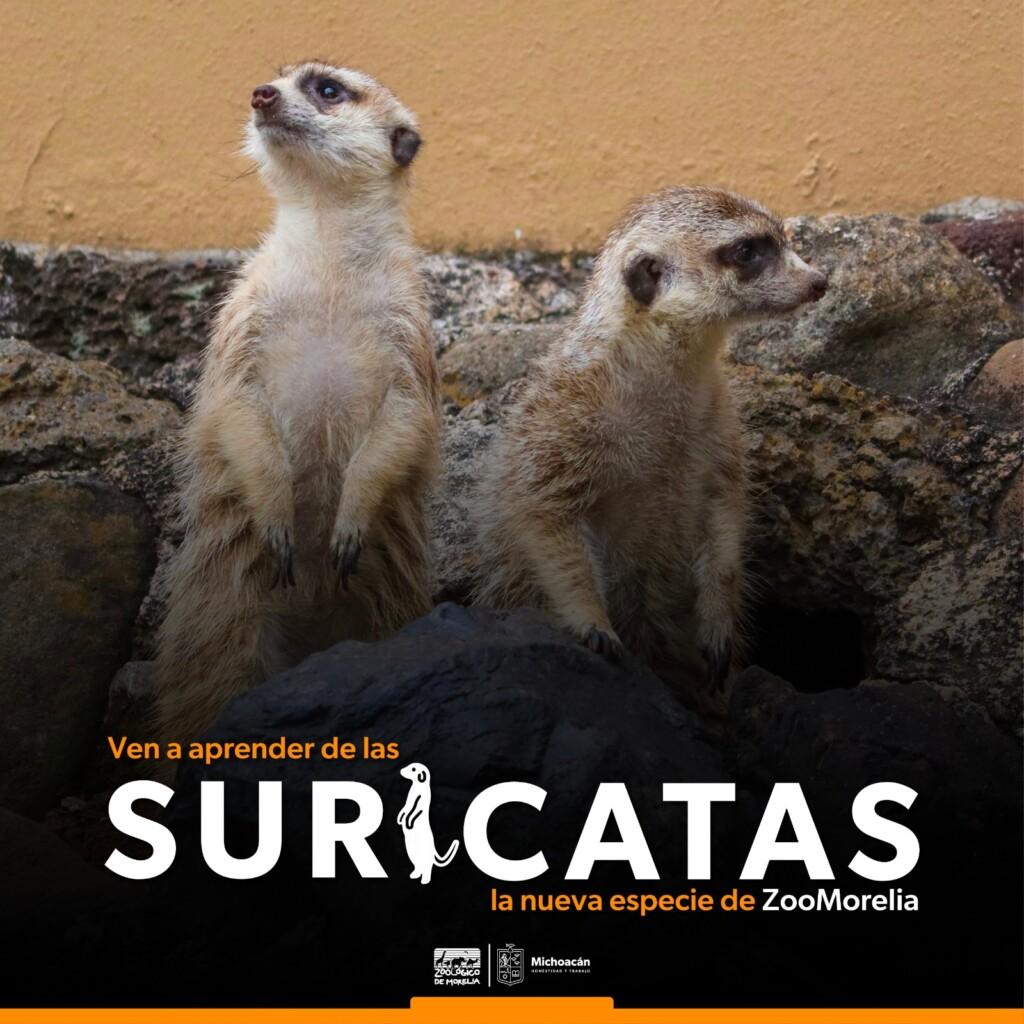 Suricatas