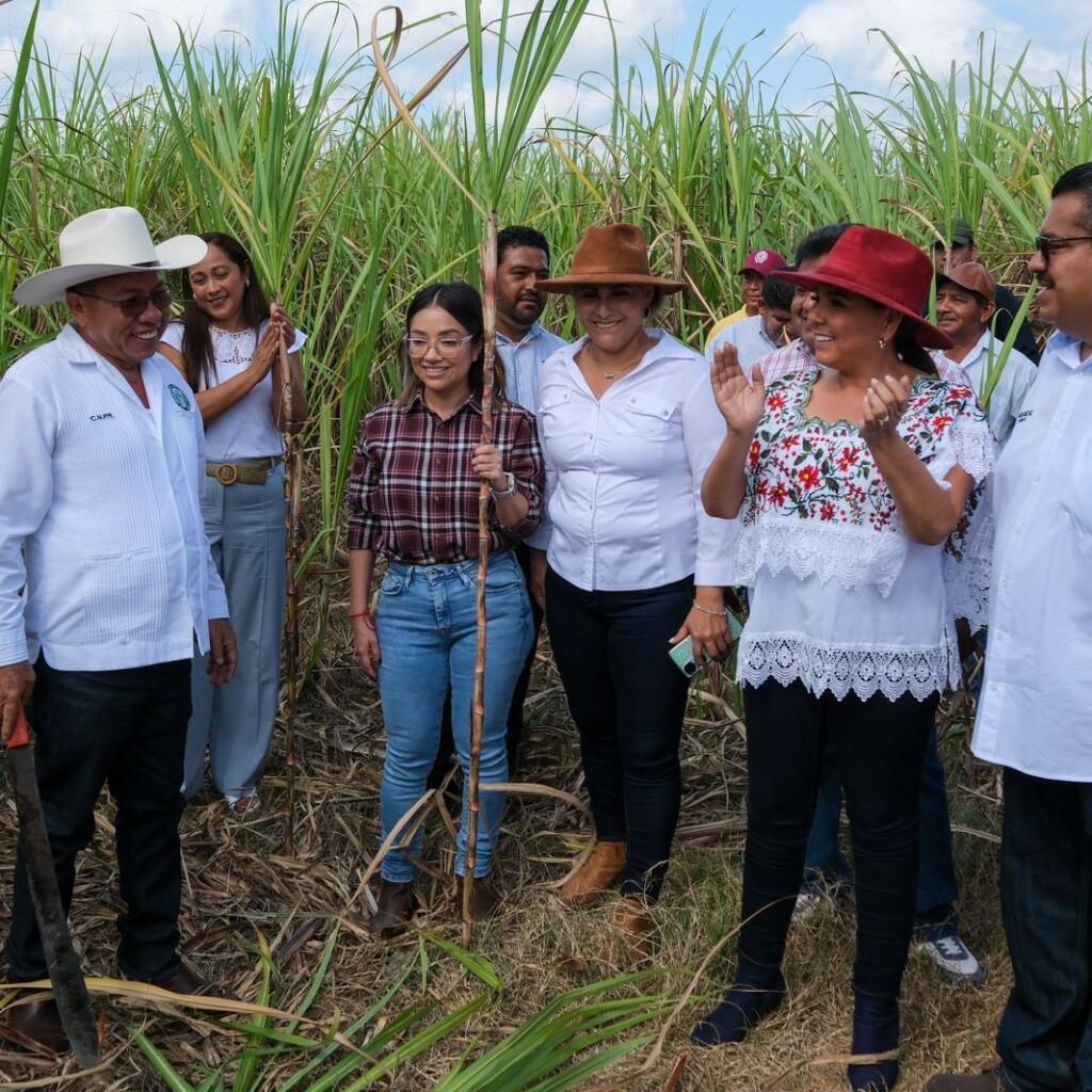 Con machetazo tradicional se oficializó zafra 2023-2024 en sur de Quintana Roo. Con el machetazo tradicional se oficializó hoy la zafra “De la Fe y Esperanza