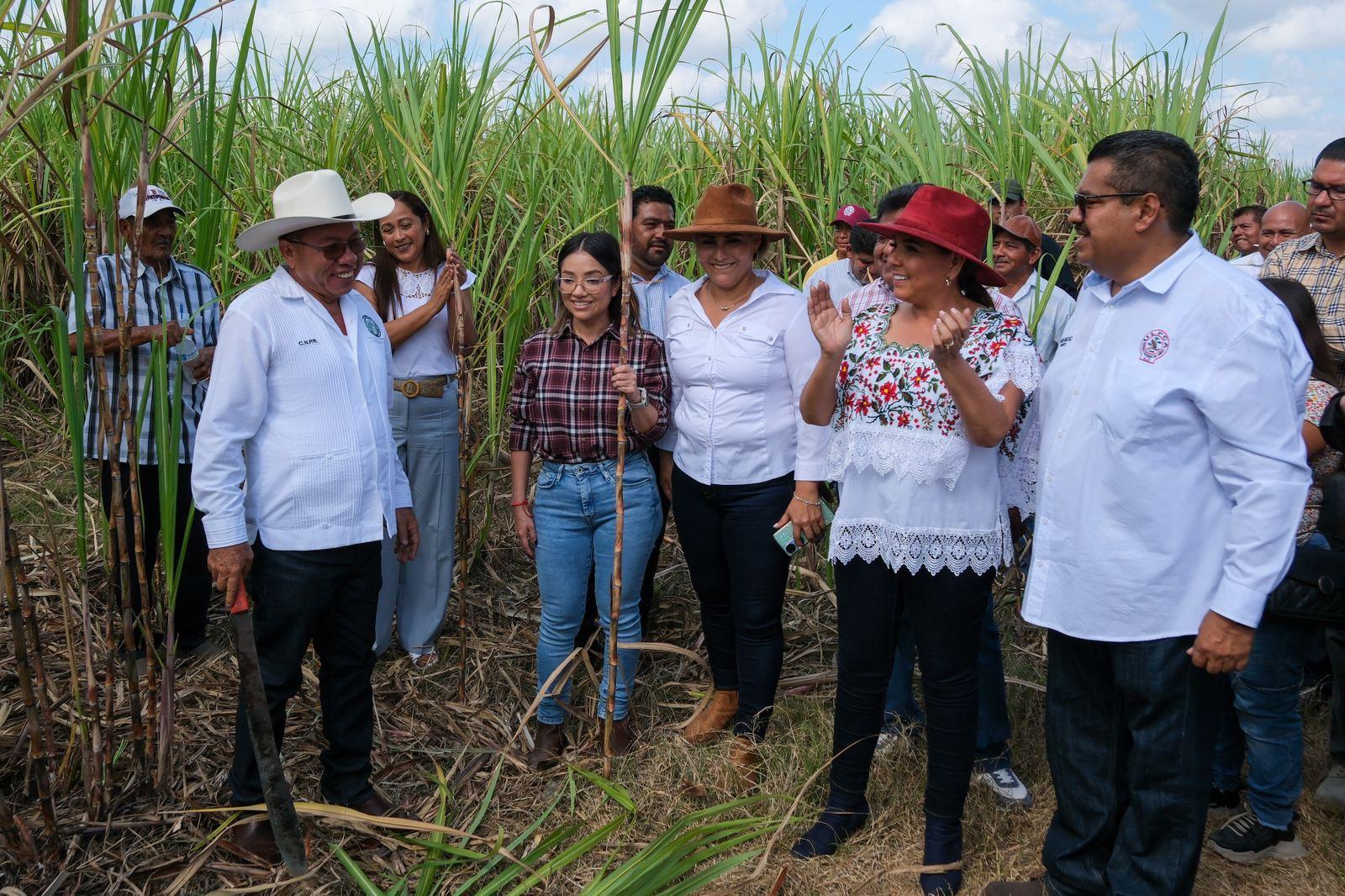 Con machetazo tradicional se oficializó zafra 2023-2024 en sur de Quintana Roo. Con el machetazo tradicional se oficializó hoy la zafra “De la Fe y Esperanza