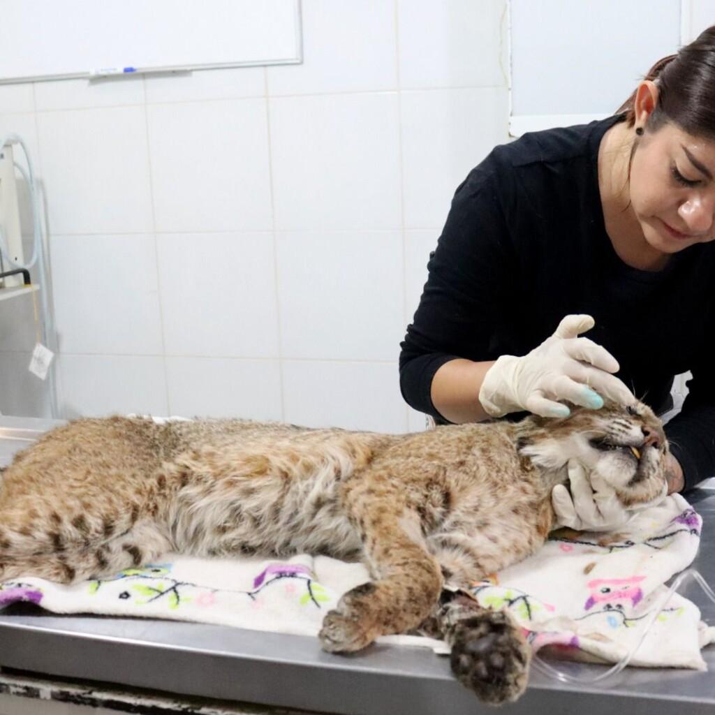 Recibe Zoo de Morelia un lince rojo rescatado por la Profepa. Un ejemplar de lince rojo llegó al Zoológico de Morelia para