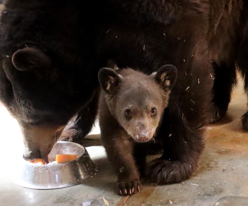 Nace tierna cría de oso negro en el Zoológico de Morelia. Después de más de dos décadas, el Zoológico de Morelia logró