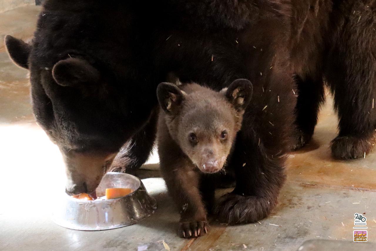 Nace tierna cría de oso negro en el Zoológico de Morelia. Después de más de dos décadas, el Zoológico de Morelia logró