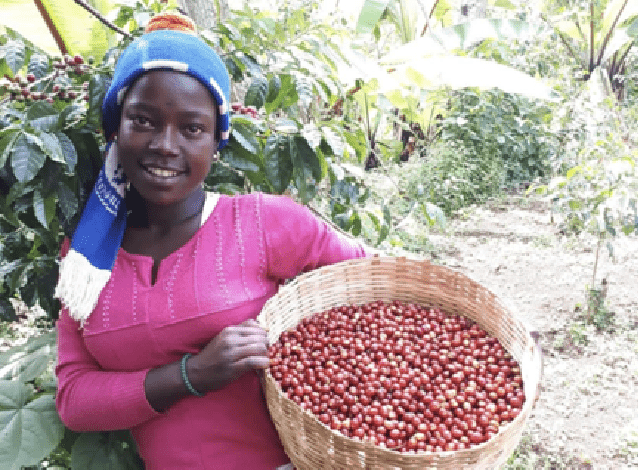 La Historia del Café: Un Viaje desde los Bosques de Etiopía hasta el Mundo