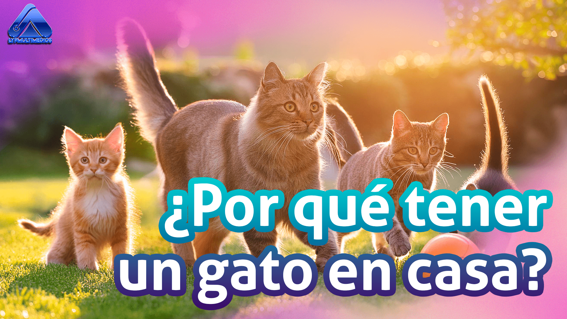 Gatos