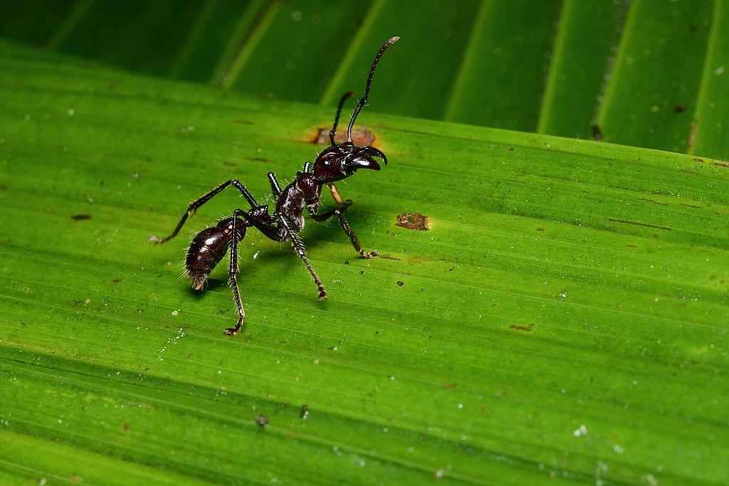 Hormigas Bala: Las Picaduras Más Dolorosas del Reino Animal