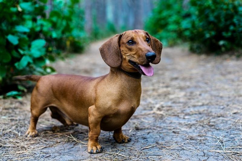 Perros Domésticos: Los Compañeros Fieles del Hogar